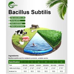 Bacillus Subtilis